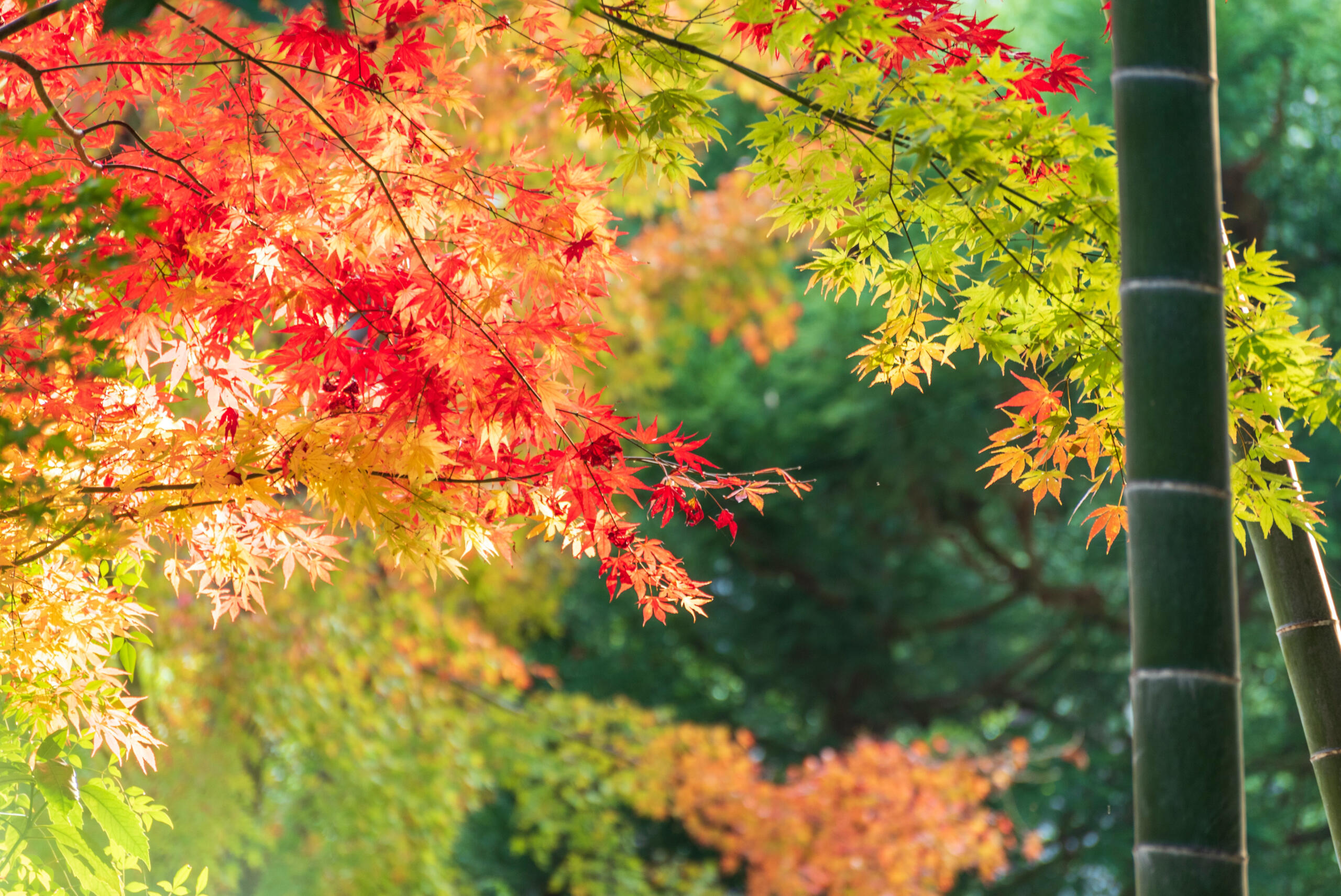 Photo by Sen Lee on Unsplash